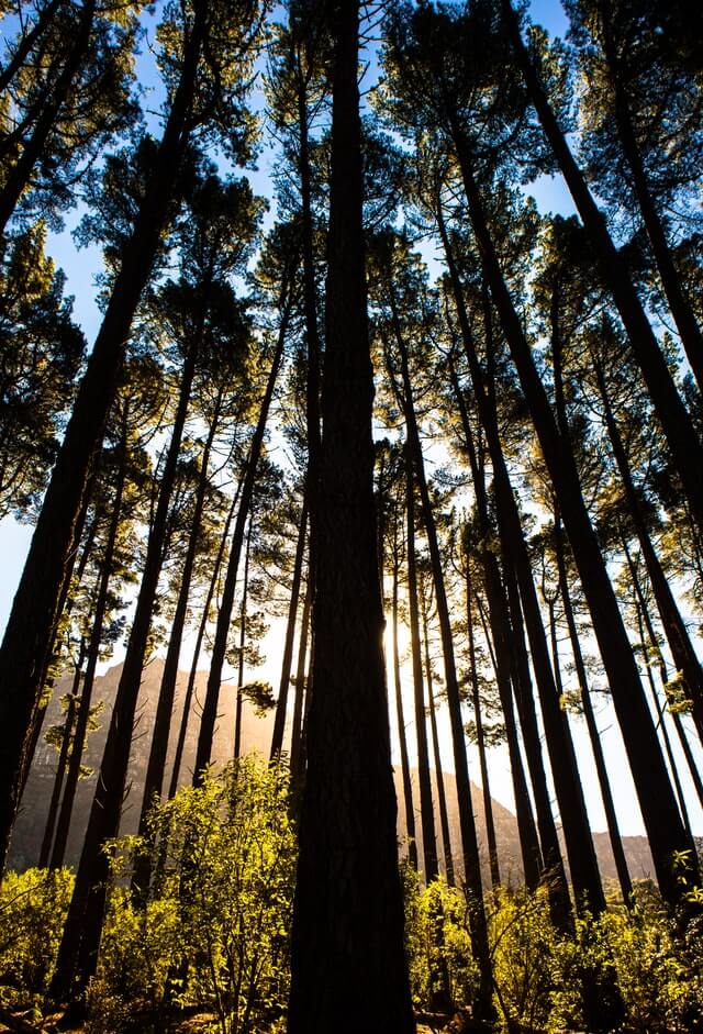 Vertical lines in photography